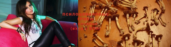 PSILOCYBIN Новокубанск